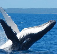 Mooloolaba Whale Watching Tour - Accommodation Georgetown