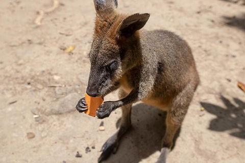 Chillagoe Caves And Outback Day Trip From Cairns - Accommodation Georgetown 5