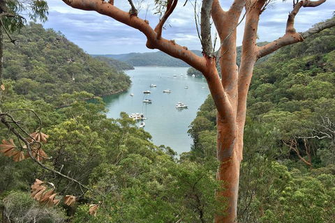 Shore Excursion: Sydney's Northern Beaches & Ku-ring-gai National Park Bus Tour - Accommodation Georgetown 1