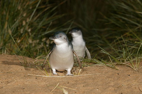 Phillip Island Penguin, Brighton Beach, Moonlit Sanctuary From Melbourne - Accommodation Georgetown 2