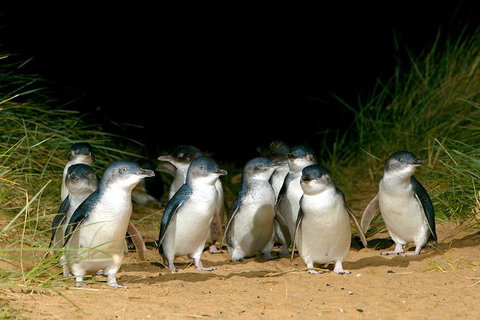 Phillip Island Penguin, Brighton Beach, Moonlit Sanctuary From Melbourne - Accommodation Georgetown 5