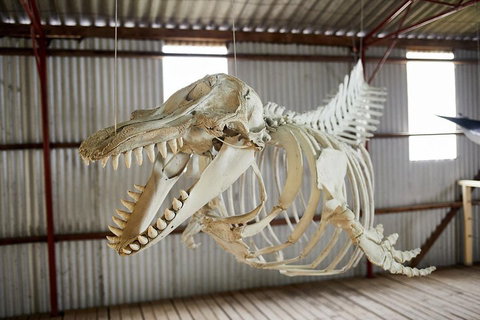 Albany's Whale Story - Accommodation Georgetown 3