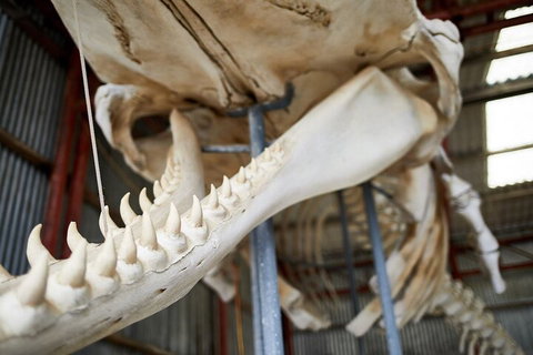 Albany's Whale Story - Accommodation Georgetown 5