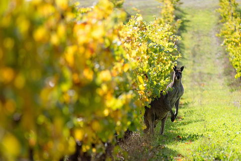 Margaret River 3 Day Escape - Accommodation Georgetown 4