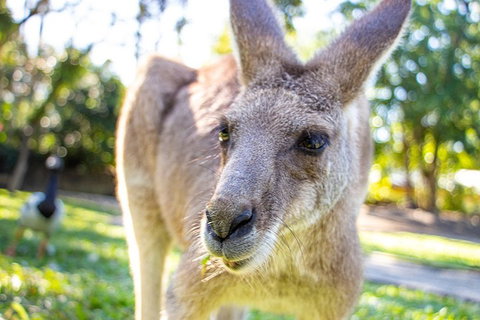 Virtual Interactive Australian Wildlife Tour With Private Guide-Wildlife Habitat - Accommodation Georgetown 2