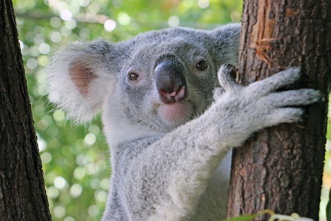 Virtual Interactive Australian Wildlife Tour With Private Guide-Wildlife Habitat - Accommodation Georgetown 3