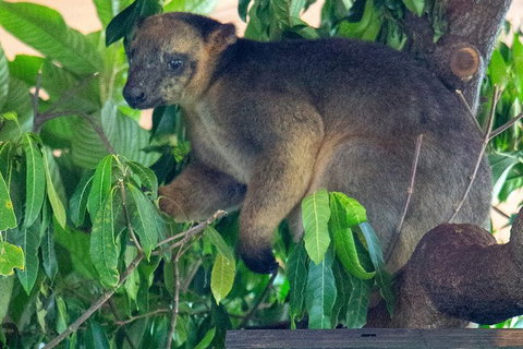 Virtual Interactive Australian Wildlife Tour With Private Guide-Wildlife Habitat - Accommodation Georgetown 4