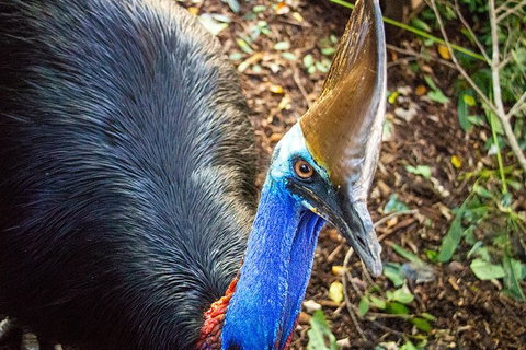 Virtual Interactive Australian Wildlife Tour With Private Guide-Wildlife Habitat - Accommodation Georgetown 5