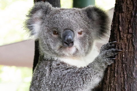 Wildlife Habitat Port Douglas - Accommodation Georgetown 1