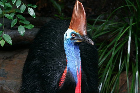 Wildlife Habitat Port Douglas - Accommodation Georgetown 3