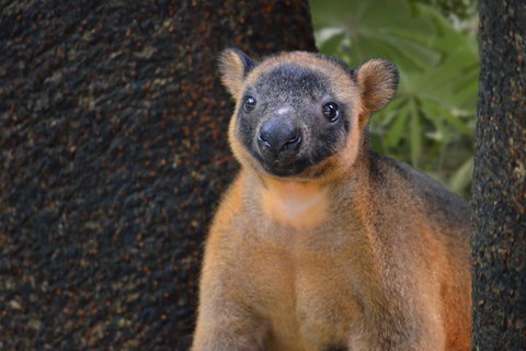 Wildlife Habitat Port Douglas - Accommodation Georgetown 5