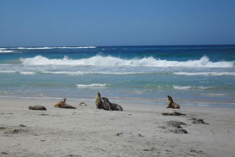 Kangaroo Island In A Day Tour From Adelaide - Accommodation Georgetown 1