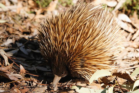 Kangaroo Island In A Day Tour From Adelaide - Accommodation Georgetown 2