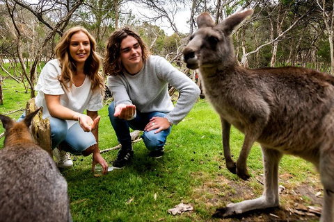 Moonlit Sanctuary Wildlife Conservation Park Daytime General Entry Ticket - Accommodation Georgetown 2