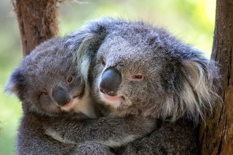 Healesville Sanctuary General Entry Ticket - Accommodation Georgetown 0