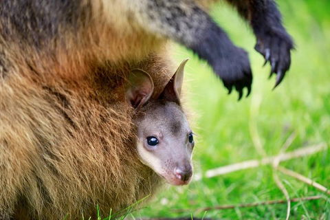 Healesville Sanctuary General Entry Ticket - Accommodation Georgetown 2