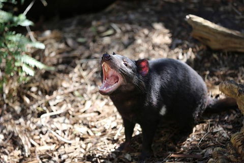 Healesville Sanctuary General Entry Ticket - Accommodation Georgetown 3