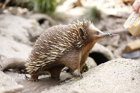 Healesville Sanctuary General Entry Ticket - Accommodation Georgetown 4