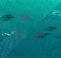 40-45 Minute Port Stephens and Stockton Beach Helicopter Flight - For 2 - Accommodation Georgetown