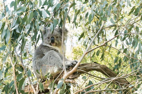 Ultimate Reverse Direction - 12 Apostles, Great Ocean Road - Small Group Tour - Accommodation Georgetown 5