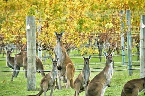 Margaret River Indulge And Discover Day Tour - Accommodation Georgetown 0