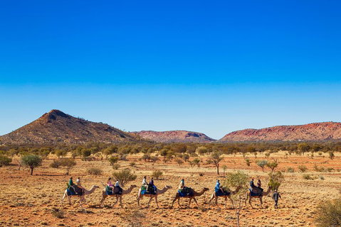 Alice Springs Camel Tour - Accommodation Georgetown 0