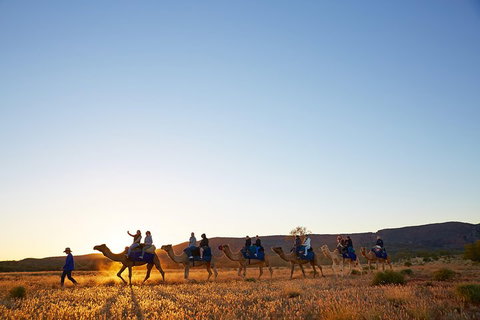 Alice Springs Camel Tour - Accommodation Georgetown 1