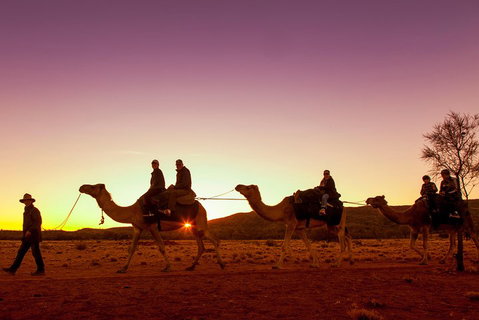 Alice Springs Camel Tour - Accommodation Georgetown 4