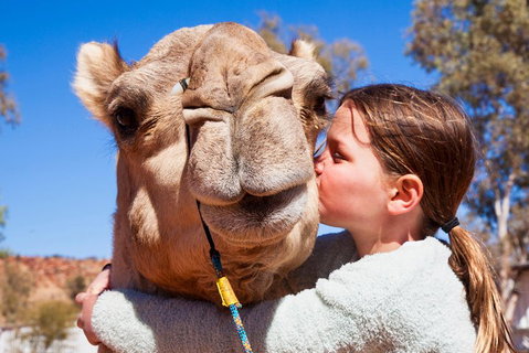 Alice Springs Camel Tour - Accommodation Georgetown 5
