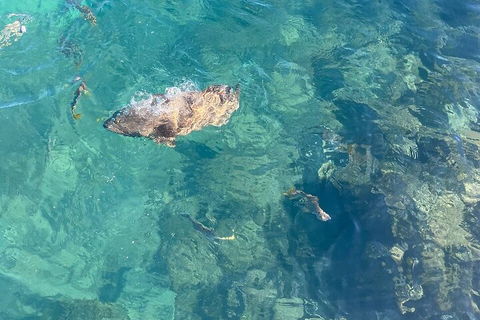 Aquascene Magnetic Island Discovery Tour - Accommodation Georgetown 1