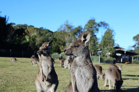 Royal National Park Tour - Accommodation Georgetown 2