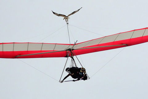 Hang Gliding With HangglideOz - Accommodation Georgetown 0