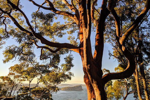 Manly & Sydney's Northern Beaches With 'Personalised Sydney Tours' - Accommodation Georgetown 4