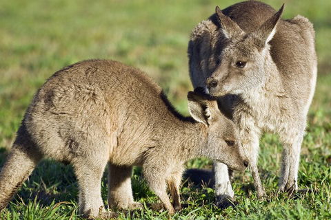 LGBT+ Friendly Full Day Phillip Island Private Tour - Accommodation Georgetown 3