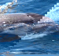 Jervis Bay Dolphin Watch Cruise - Accommodation Georgetown