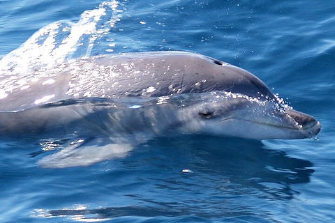 Jervis Bay Dolphin Watch Cruise - Accommodation Georgetown 0