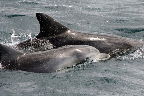 Jervis Bay Dolphin Watch Cruise - Accommodation Georgetown 2