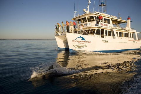 Jervis Bay Dolphin Watch Cruise - Accommodation Georgetown 3