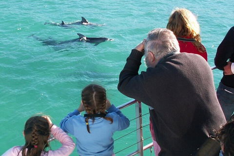 Jervis Bay Dolphin Watch Cruise - Accommodation Georgetown 4
