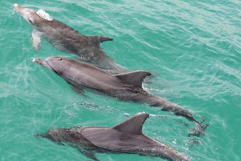 Jervis Bay Dolphin Watch Cruise - Accommodation Georgetown 5