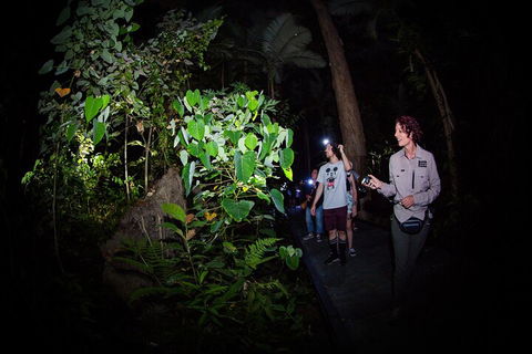 Let's Go Buggin & Let's Go Shroomin - Photography & Nature Walking Tours - Accommodation Georgetown 4