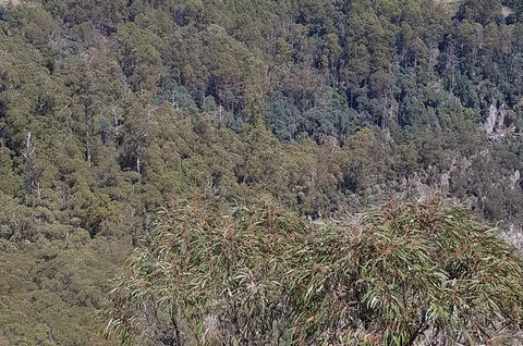 Leven Canyon Day Trip Including Wings Wildlife Park Or Gunns Plains Caves - Accommodation Georgetown 4