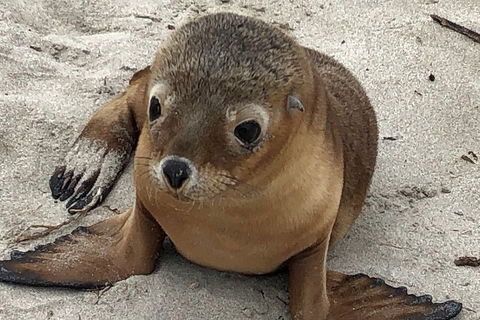 Kangaroo Island Scenic Trail Tour - Accommodation Georgetown 0