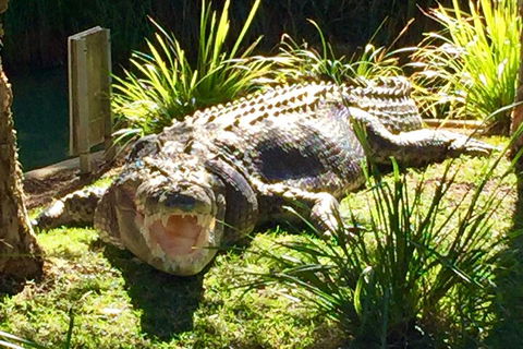 Central Coast Private Tour From Sydney, With Australian Reptile Park Option - Accommodation Georgetown 4