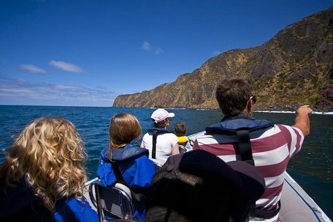 Seal Island Boat Tour From Victor Harbor - Accommodation Georgetown 0