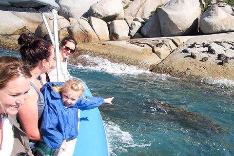 Seal Island Boat Tour From Victor Harbor - Accommodation Georgetown 4