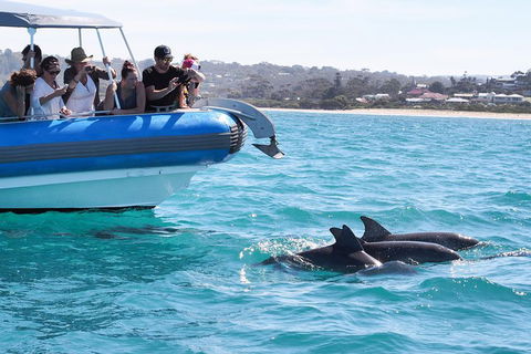 Seal Island Boat Tour From Victor Harbor - Accommodation Georgetown 5