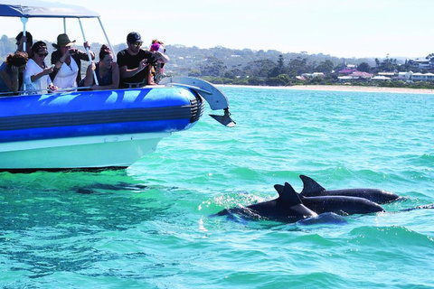 Southern Ocean Adventure From Victor Harbor - Accommodation Georgetown 2