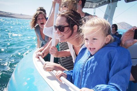 Southern Ocean Adventure From Victor Harbor - Accommodation Georgetown 4
