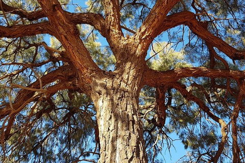 Mount Conner 4WD Small Group Tour From Ayers Rock Including Dinner - Accommodation Georgetown 3